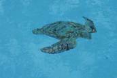 Turtle mosaic at bottom of pool