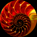  Nautilus seashell  medallion mosaic