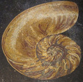  Nautilus seashell