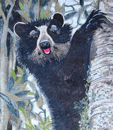 closeup---Nashville Zoo, Andean Bear exhibit..  8 ft  Andean Bear Mosaic